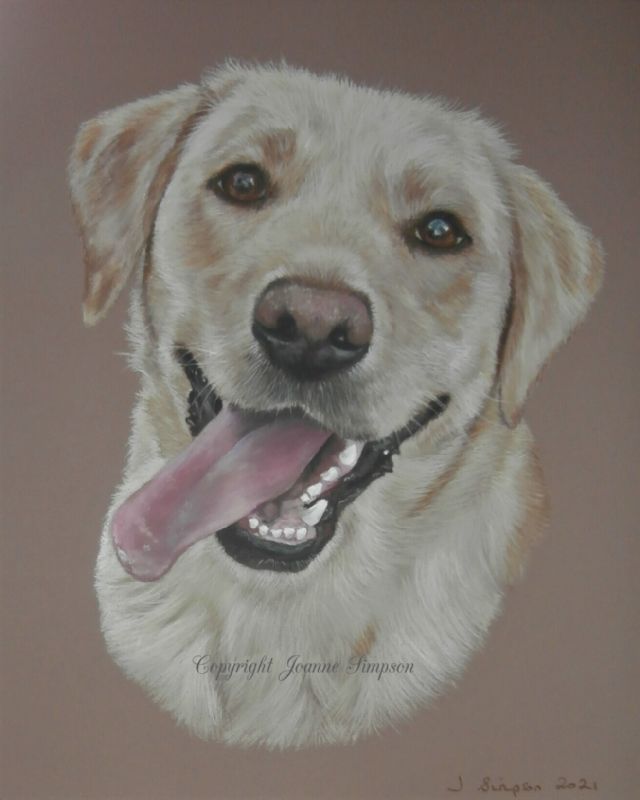 Labrador pet portrait in pastels